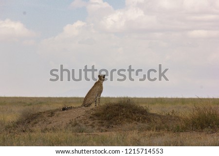 Cheetah in the wild- Tanzania