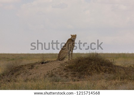 Cheetah in the wild- Tanzania