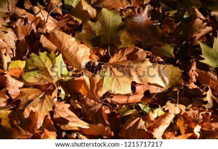 A thick covering of Autumn leaves on the ground