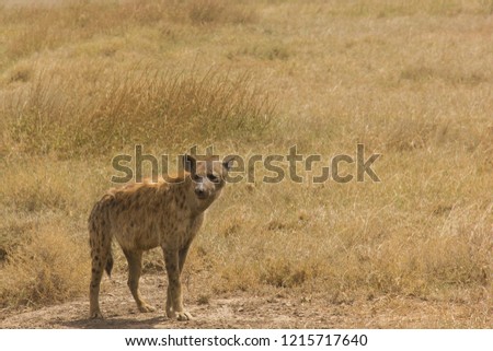 Hyena in Tanzania 