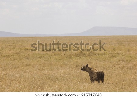 Hyena in Tanzania 