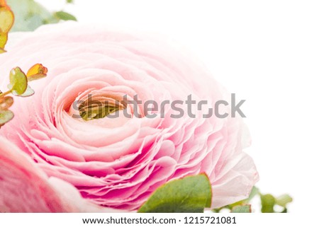  pink ranunculus flowers light background