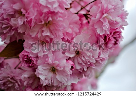 Kwanzaa cherry blossom double bloom flowers closeup garden
