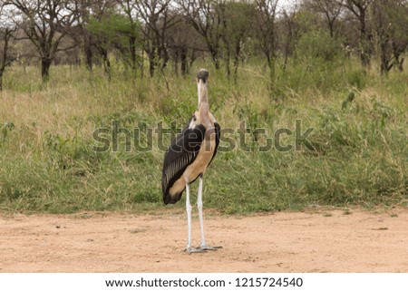 Tanzania- Weird Birds