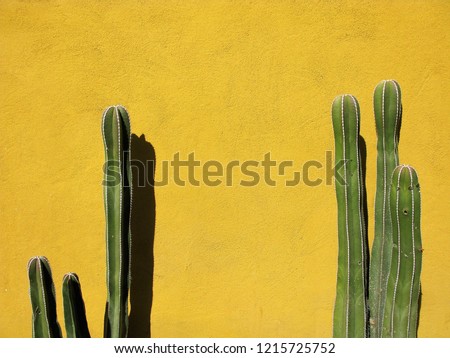 Two large tall dark green cactus plants against a yellow ochre painted wall in Mexico, with room for text / copy space. Royalty-Free Stock Photo #1215725752