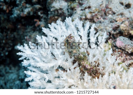 White coral underwater in the tropical coral reef of the Indian ocean.