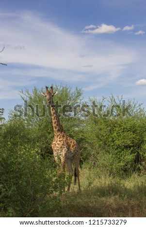 Giraffe Isolated- in Tanzania