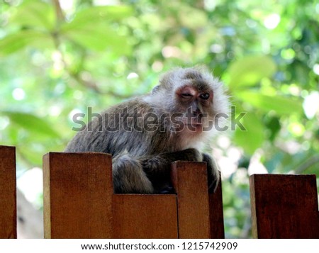 Wild monkey sitting on the fence of a hotel in Thailand