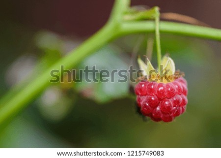 Red raspberry on a branch. Red raspberry on a branch. Great background for your computer desktop