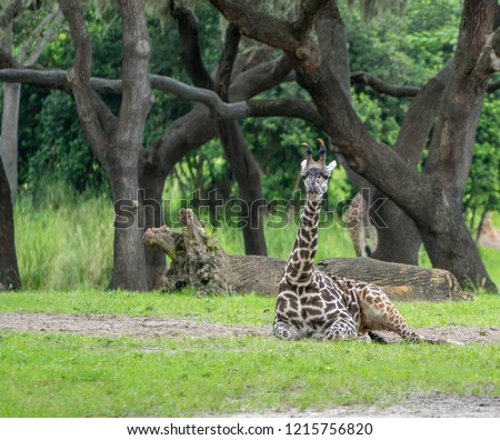Young Giraffe sitting down on grass