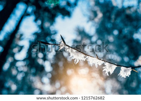 Winter landscape - Pine trees covered with snow 
