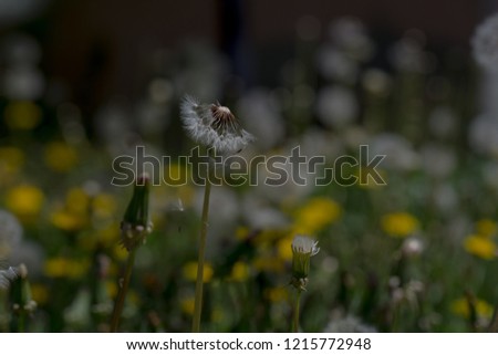 background with dandelion seeds pouring and flying.