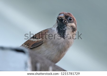 a house sparrow on the roof