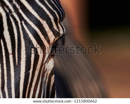 Skin of African zebra, zebra background, black and white stripes