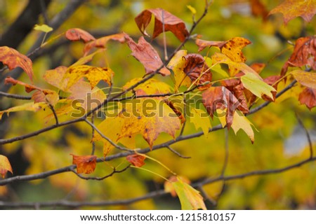 Yellow and orange leaves signaling Autumn in the woods