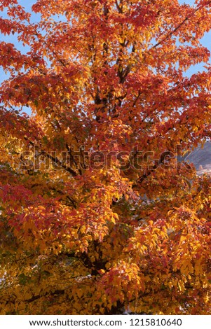 Fall Leaves on tree