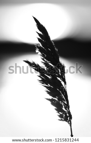 Greyscale grass straw backlit in front of sea in bokeh. 
