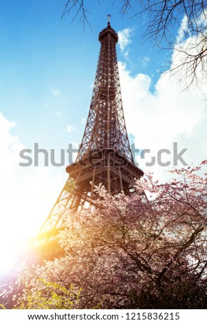Blossoming magnolia against the background of the Eiffel Tower
