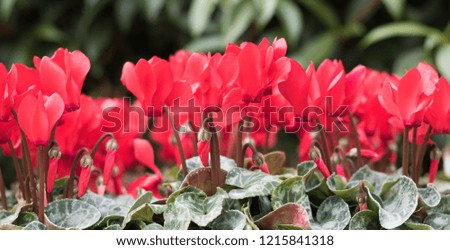 Beautiful red cyclamens are on a green leafy background. Concept: cyclamen is flower of the autumn and winter seasons.