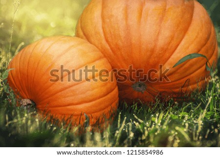 Autumn pumpkin. orange pumpkin on the green grass in bright sunlight. Thanksgiving day. Halloween. Harvest of Pumpkins.Autumn season.Autumn time
