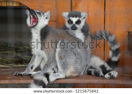 Funny lemur picture