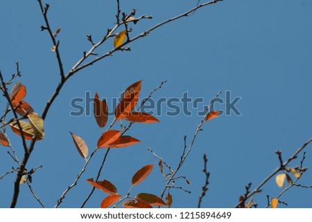 Autumn leaves. Branches with red orange leaves against bright blue sky. Cherry branches in autumn