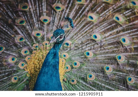 Peacock flaunting its tail