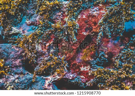Abstract Sea Weed Rock