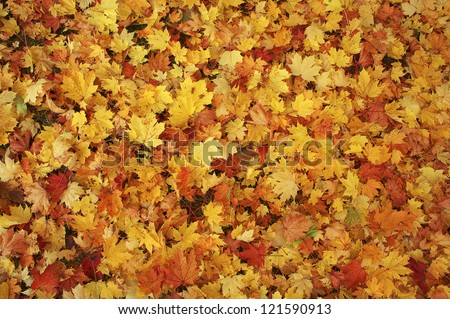 Colorful backround image of fallen autumn leaves perfect for seasonal use Royalty-Free Stock Photo #121590913