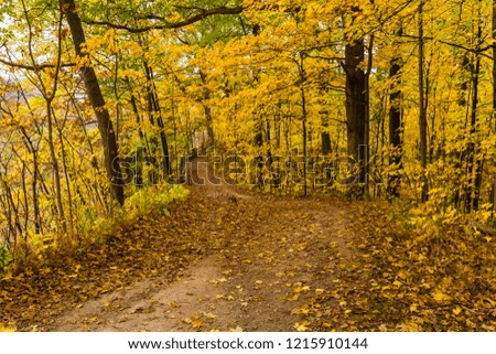 Autumn Scene featuring maple trees in full fall colors, path covered with fall leaves and wooden fence alongside edge of path 
