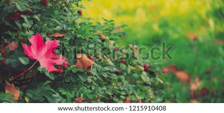 Fallen autumn leaves on a green bush rose hips. Colorful background of autumn maple tree leaves close up. High quality resolution picture. Multicolor foliage in the park. Autumn season concept