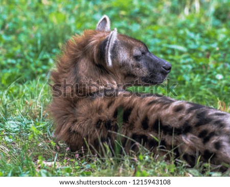 Earth Toned Fur on Spotted Hyena in a Grassy Field