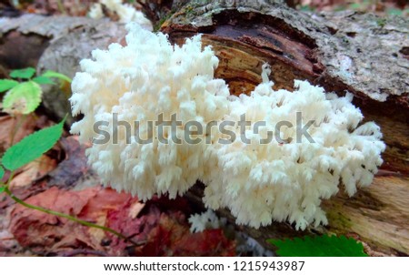 Lion's main toothed beard fungi mushroom on fallen tree branch Royalty-Free Stock Photo #1215943987