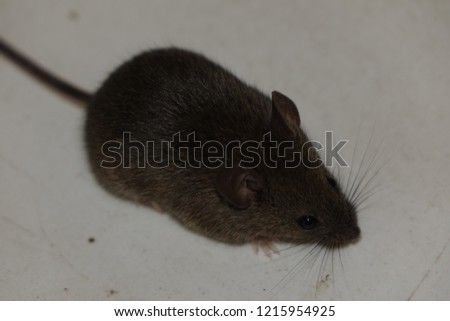 Common house mouse (Mus musculus)