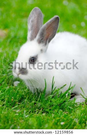 Nice easter rabbit