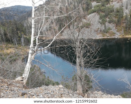 dry tree growing in the fall on the shore of a mountain lake with reflection in the water of a high mountain.