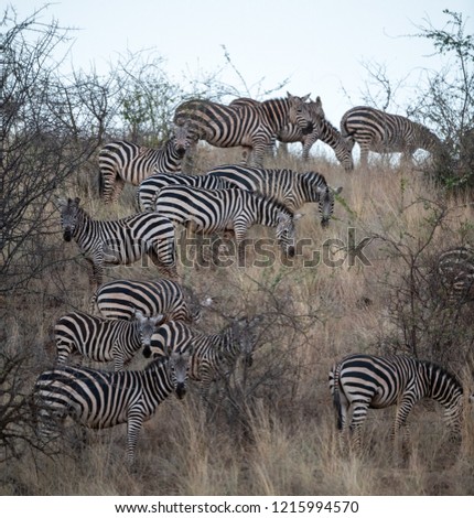 Zebra hiding in the bush