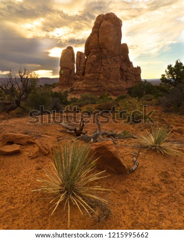 Yucca Plant In the Foreground- Arches National Park, Utah