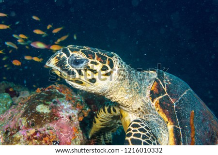 Turtle portrait. Indian ocean.