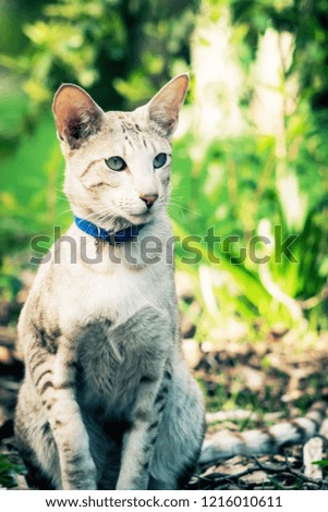 Close up portrait image of a domestic cat in a garden with copy space
