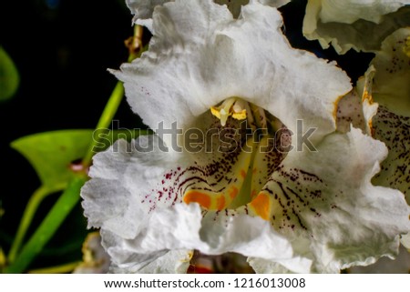A catalpa tree flower blooming in summer.
