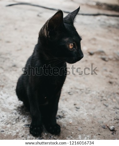 black little cat looking 