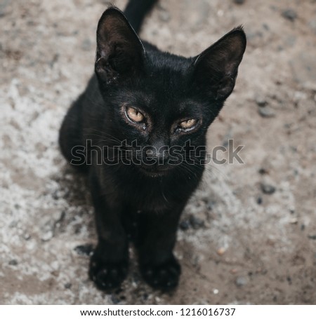 black little cat looking 