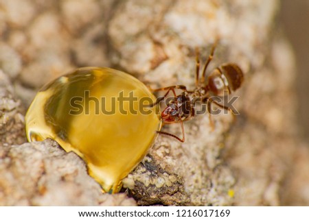 Macro photography of ants drinking honey in a park outside.