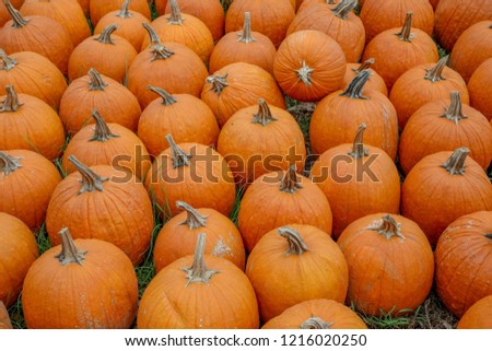 Pumpkins for sale Royalty-Free Stock Photo #1216020250