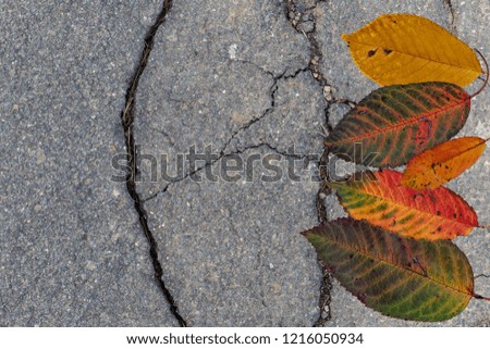 colorful autumn leafes on asphalt