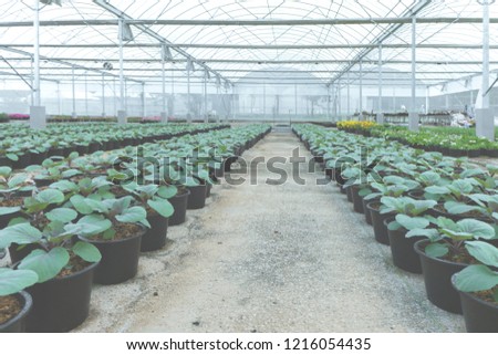 Blurred plant cultivation in a green house. Production flowers. Plants crop in greenhouse.