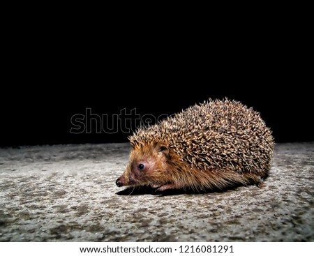 hedgehog in grass, beautiful photo digital picture