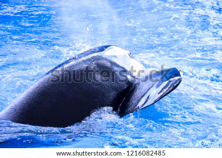 dolphin in the water, beautiful photo digital picture