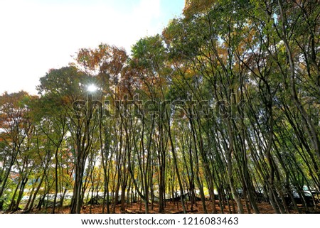 autumn scenery with maple trees